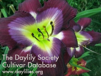 Daylily Shirley's Delight